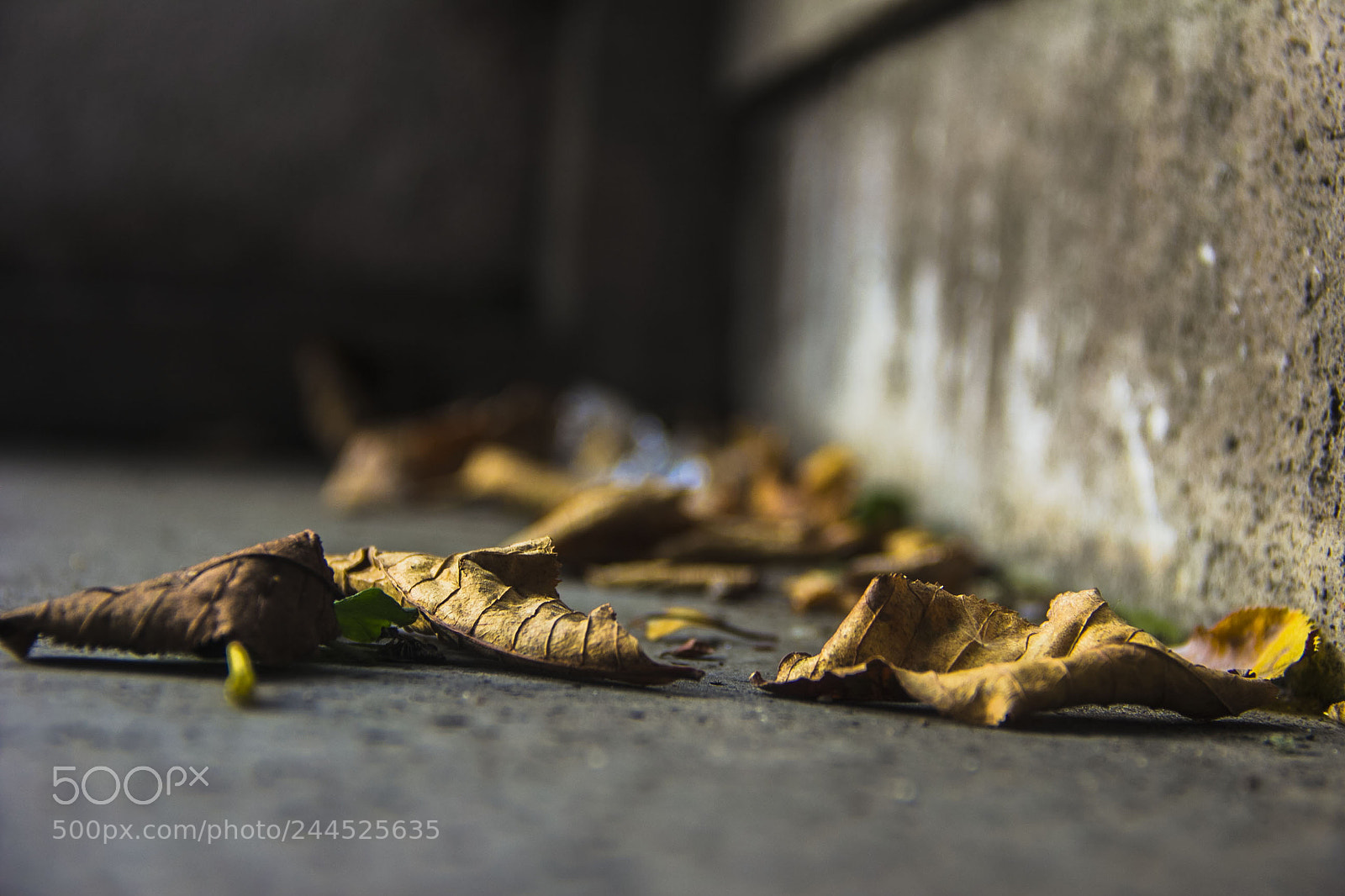 Canon EOS 60D sample photo. Yalınız photography