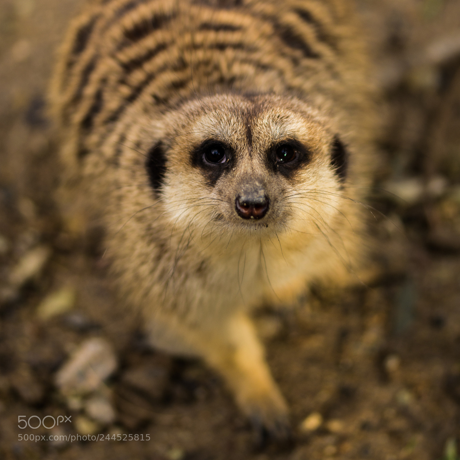 Nikon D7200 sample photo. Meerkat photography