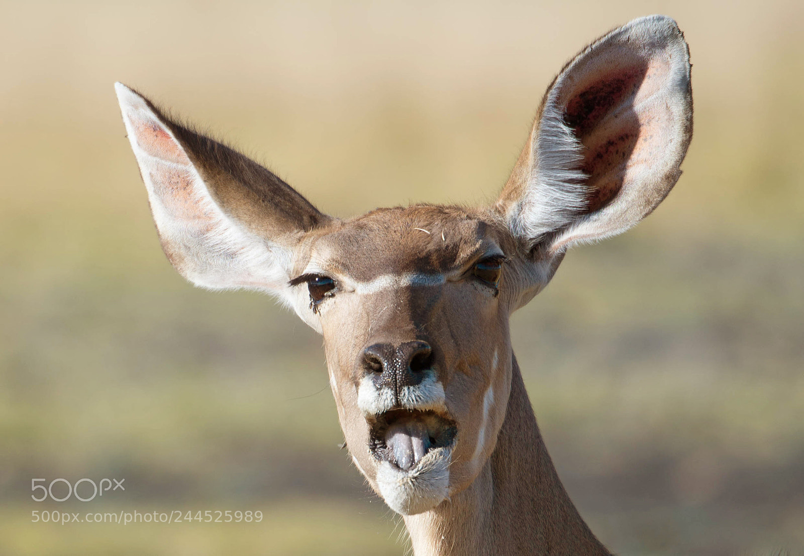 Nikon D610 sample photo. Vocal kudu photography