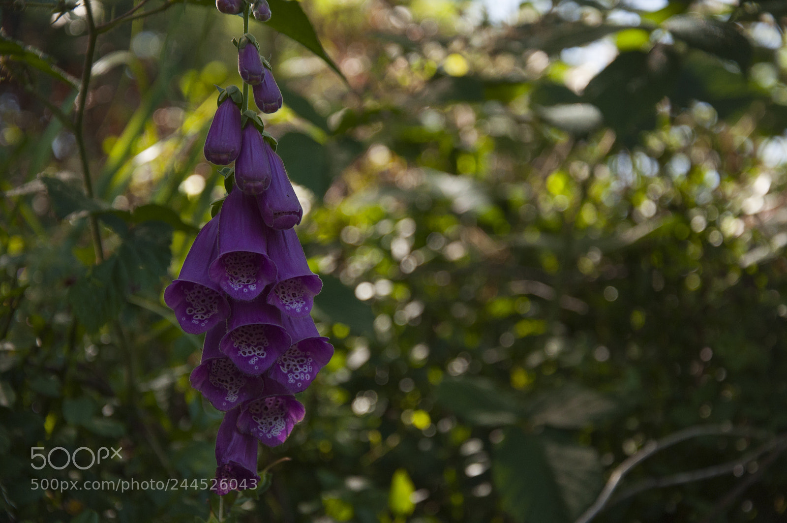 Nikon D90 sample photo. Violet bell photography