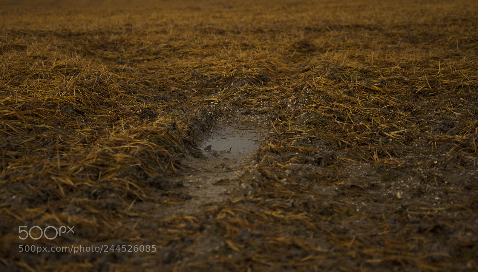Nikon D90 sample photo. Winter in the fields photography