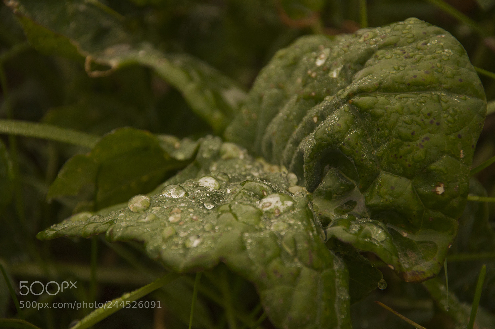 Nikon D90 sample photo. Morning dew photography