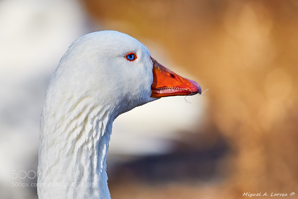 Sony ILCA-77M2 sample photo. Goose photography
