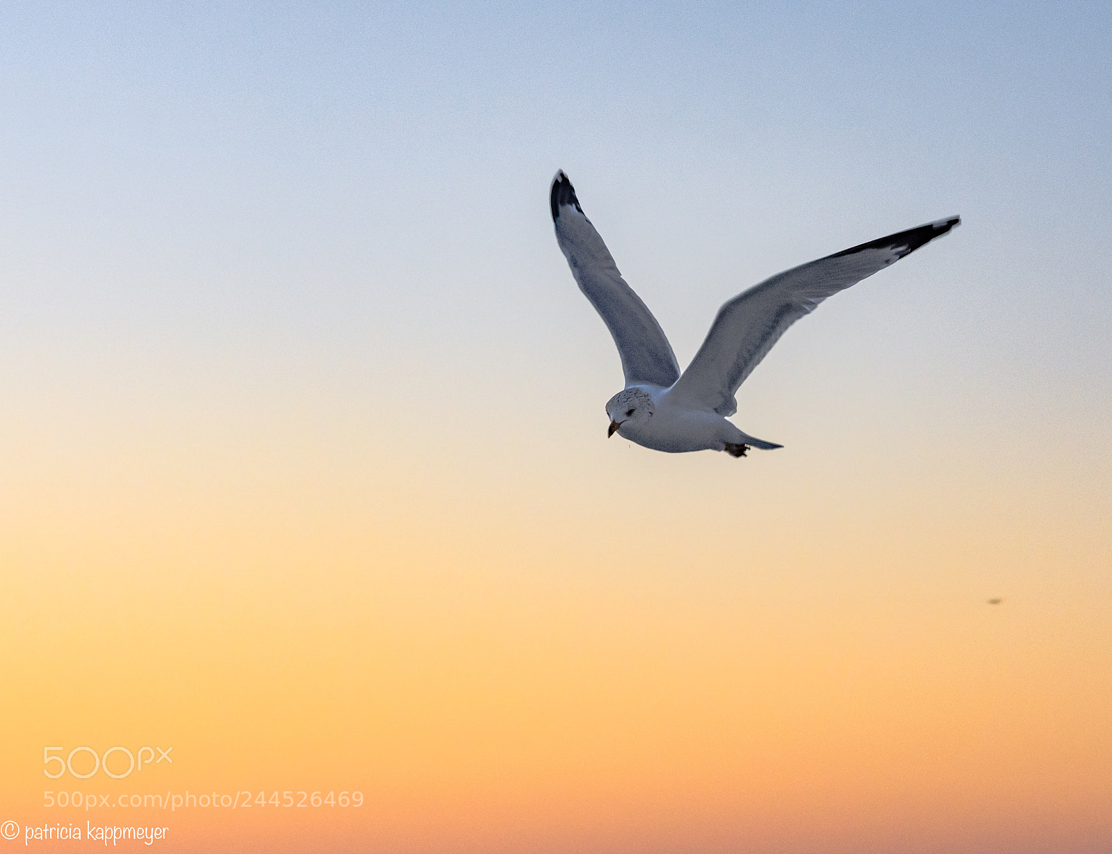 Nikon D7200 sample photo. Seagull sunrise photography