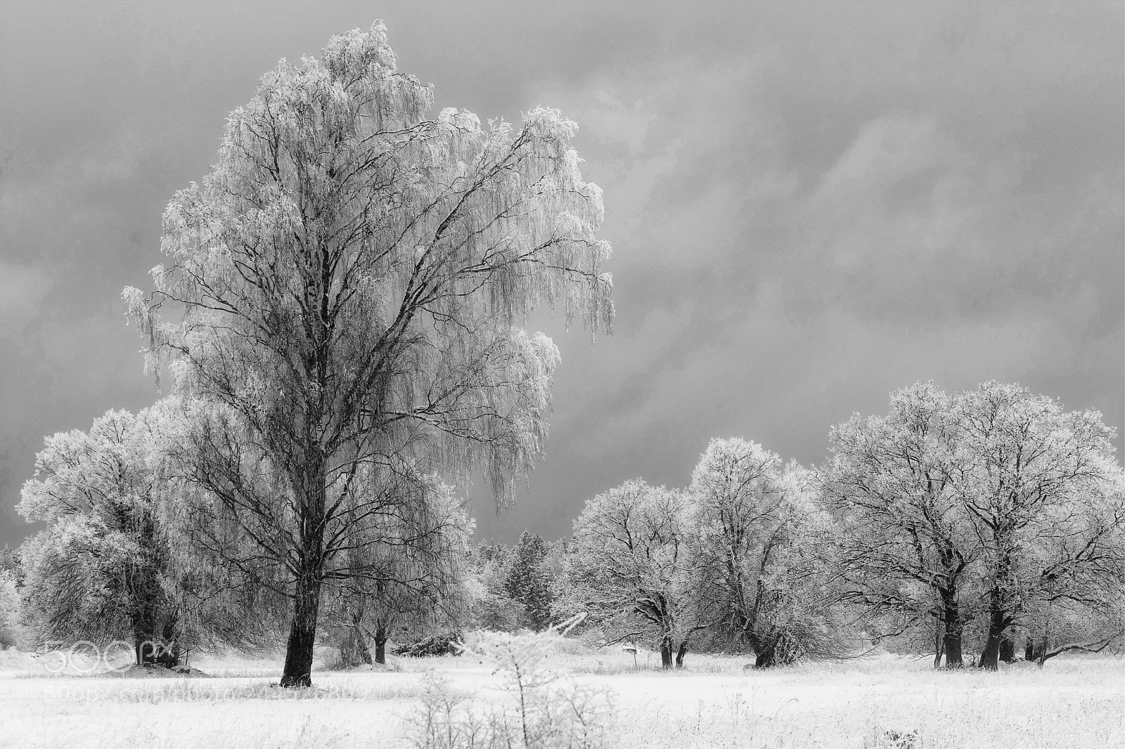 Nikon D500 sample photo. The field of trees photography