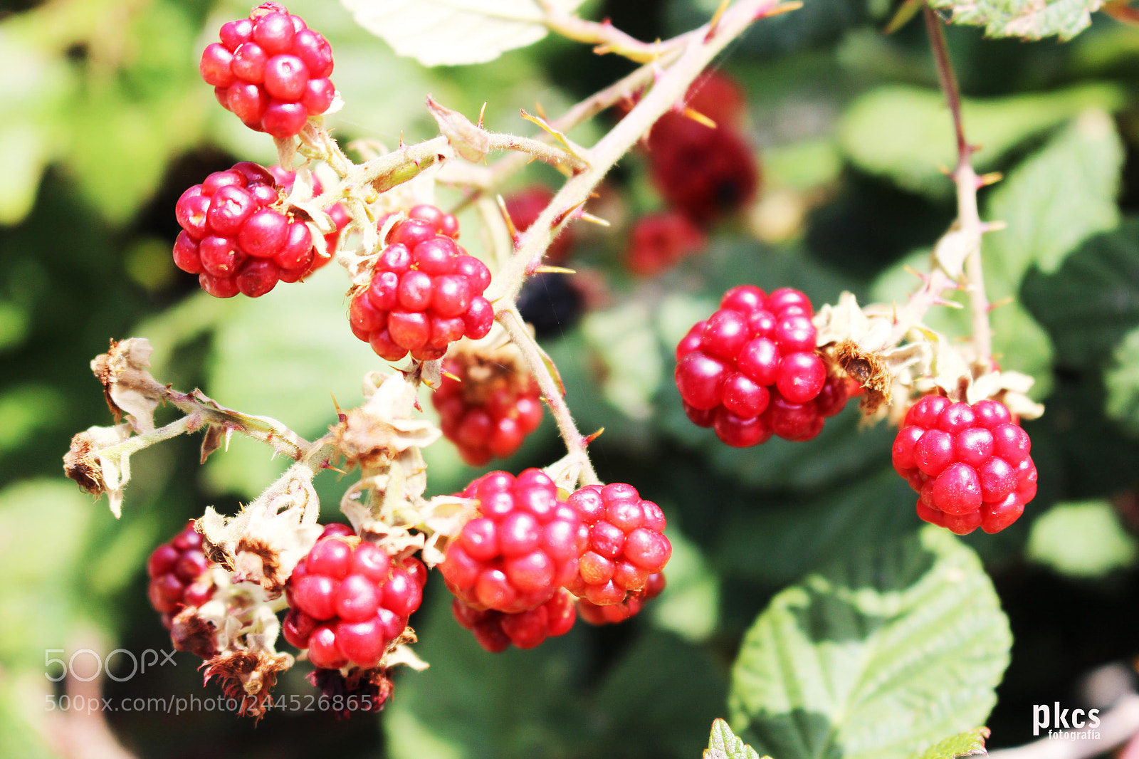 Canon EOS 700D (EOS Rebel T5i / EOS Kiss X7i) sample photo. Frambuesas photography