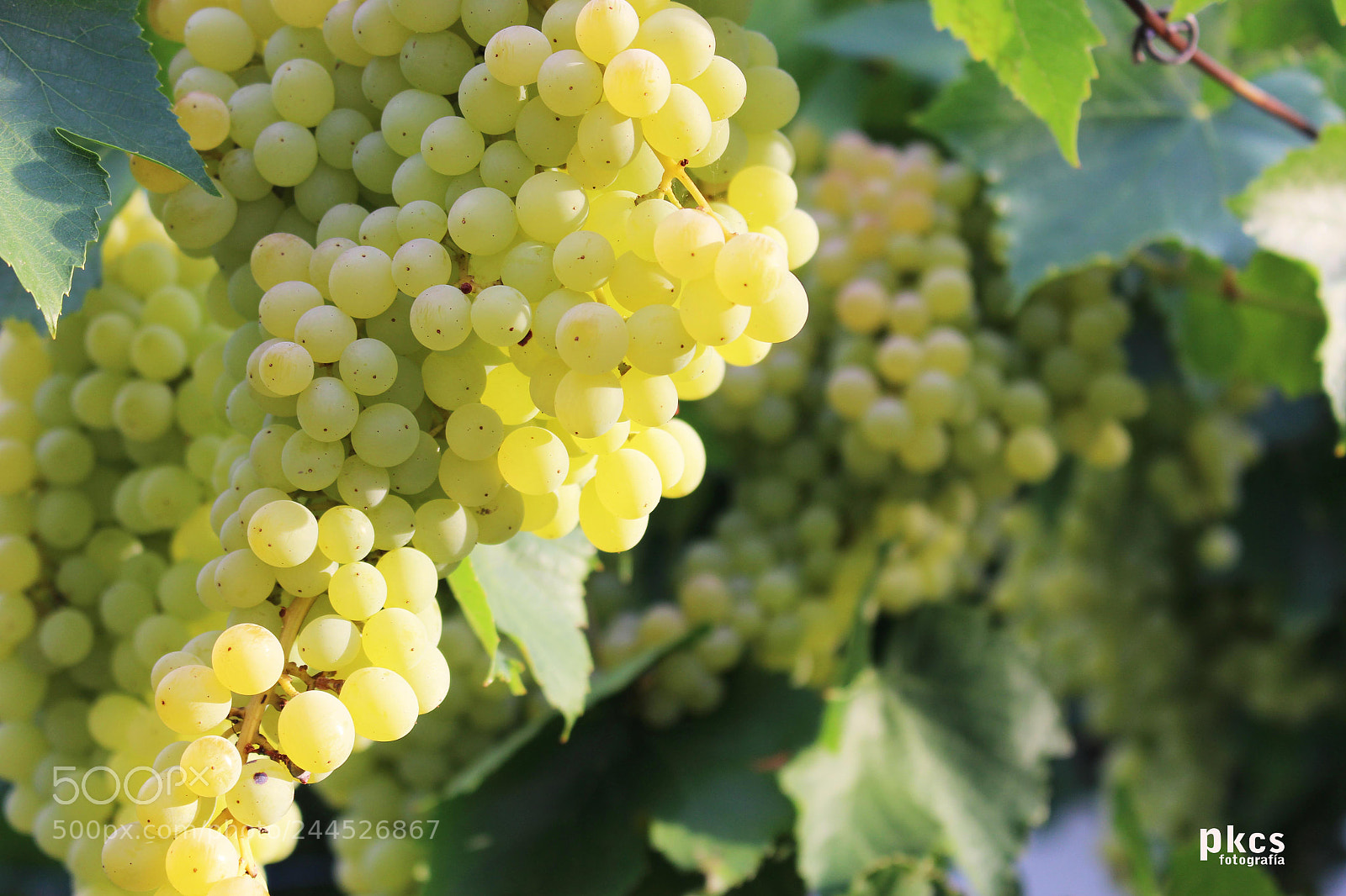 Canon EOS 700D (EOS Rebel T5i / EOS Kiss X7i) sample photo. La vid photography