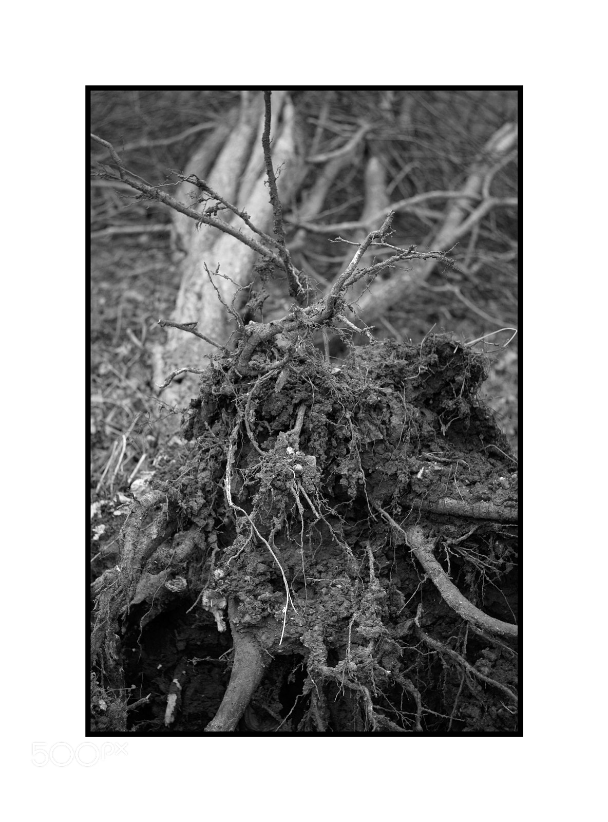 Fujifilm X-T1 sample photo. Uprooted photography