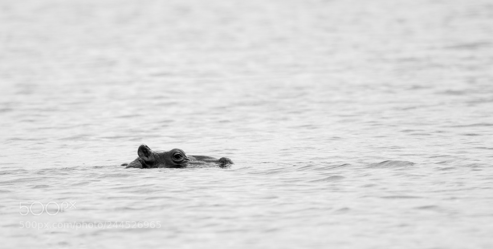 Canon EOS 7D Mark II sample photo. Baby hippo photography