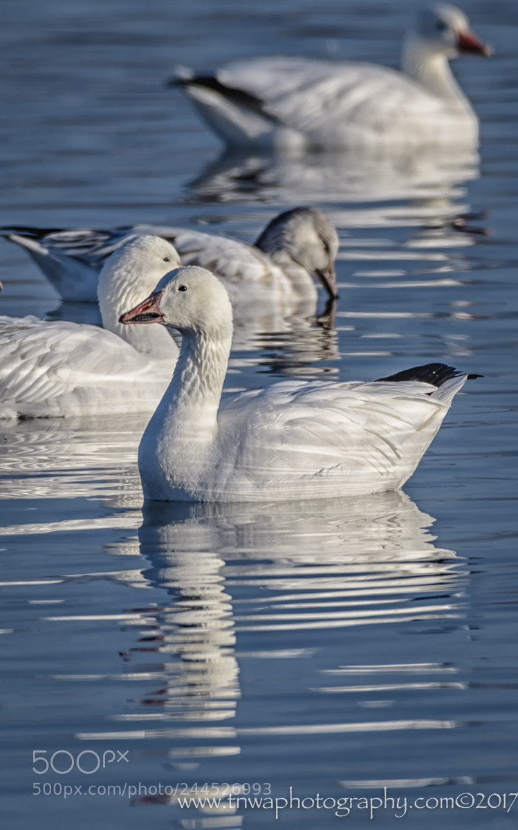 Nikon D500 sample photo. Lazy winter morning photography