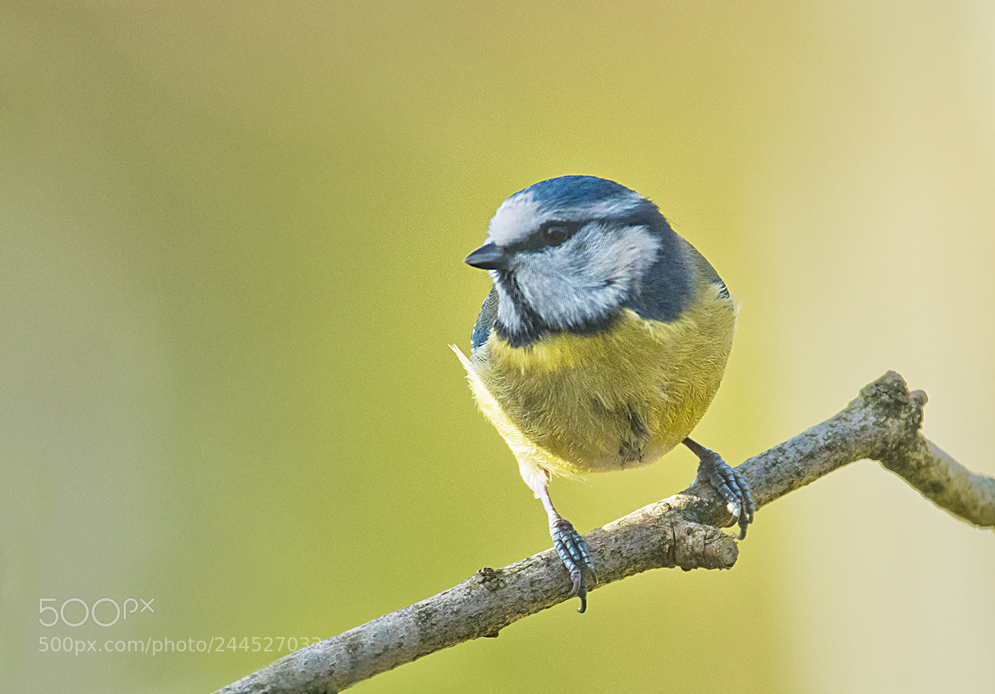 Nikon D500 sample photo. Blue tit photography