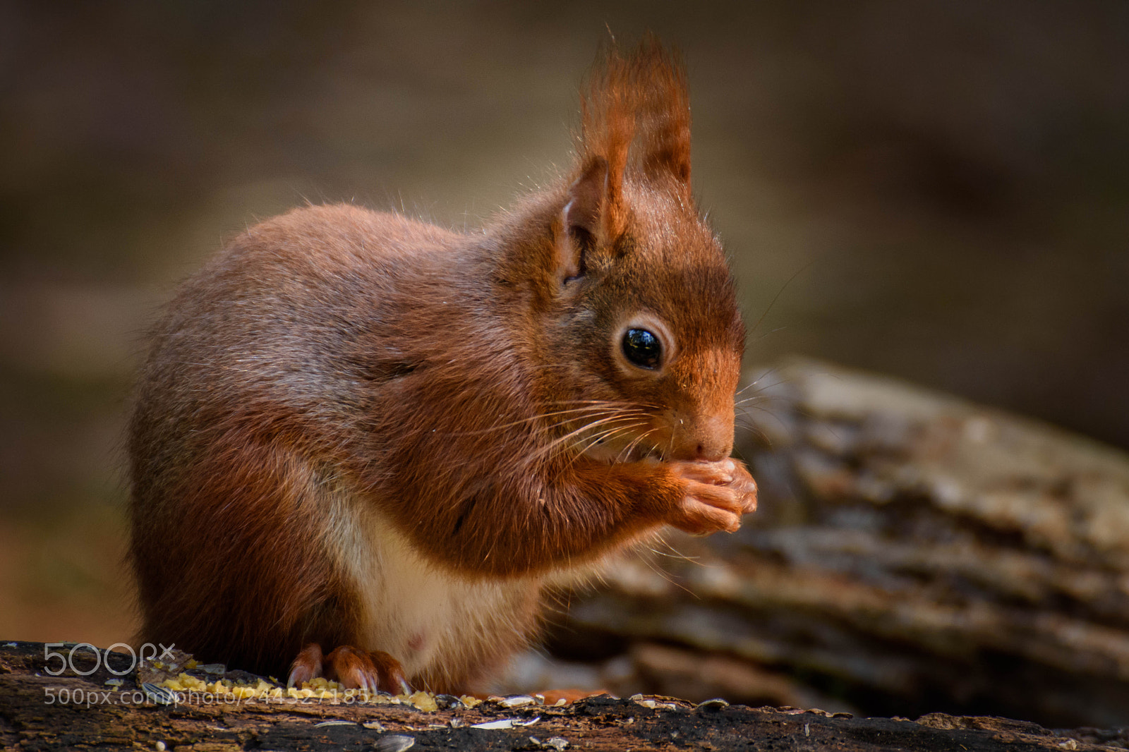 Nikon D7200 sample photo. Squirrel photography