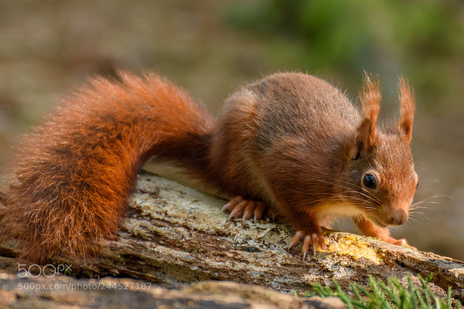 Nikon D7200 sample photo. Squirrel photography