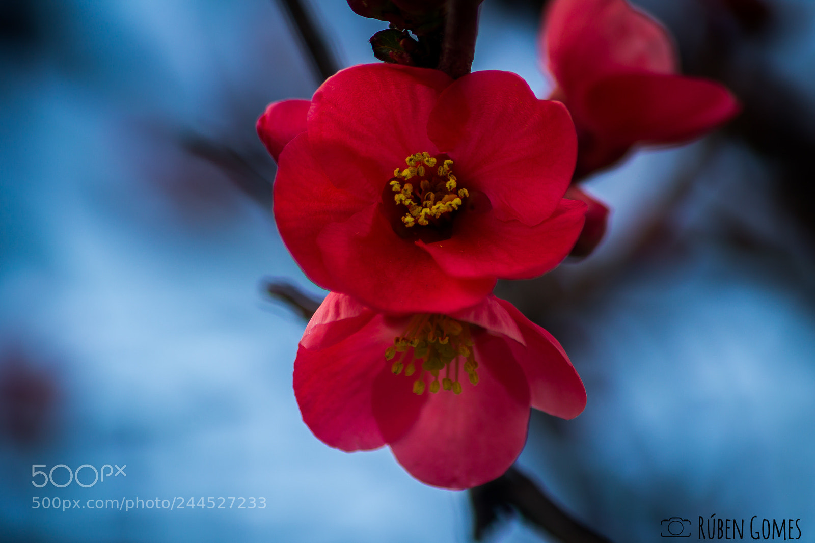 Canon EOS 1100D (EOS Rebel T3 / EOS Kiss X50) sample photo. Red blossom photography