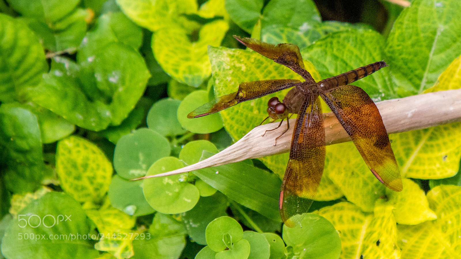 Canon EOS 5DS R sample photo. Large dragonfly photography