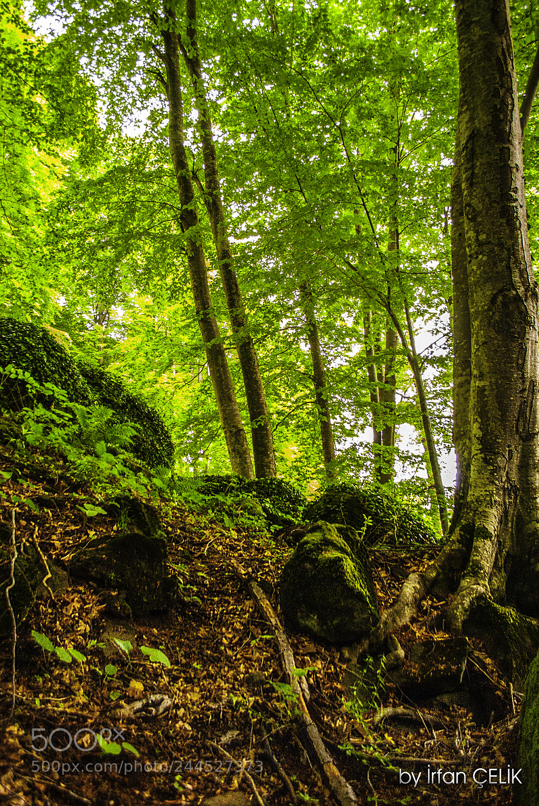 Nikon D3000 sample photo. Nebiyan mountain forest..2 photography