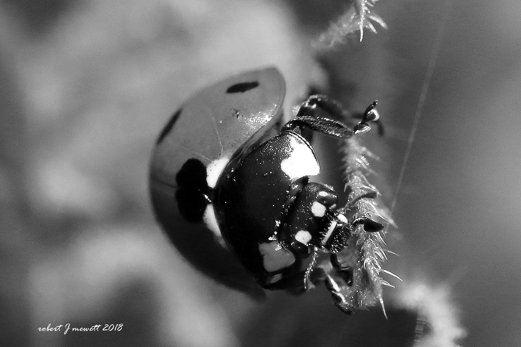 Sigma 105mm F2.8 EX DG OS HSM sample photo. Ladybird head and mandible photography