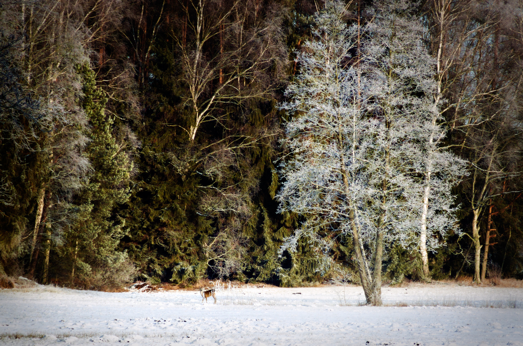 Fujifilm FinePix S9600 sample photo. Winter... photography