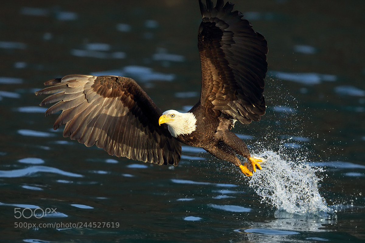 Canon EOS-1D X sample photo. Fishing eagle in alaska photography