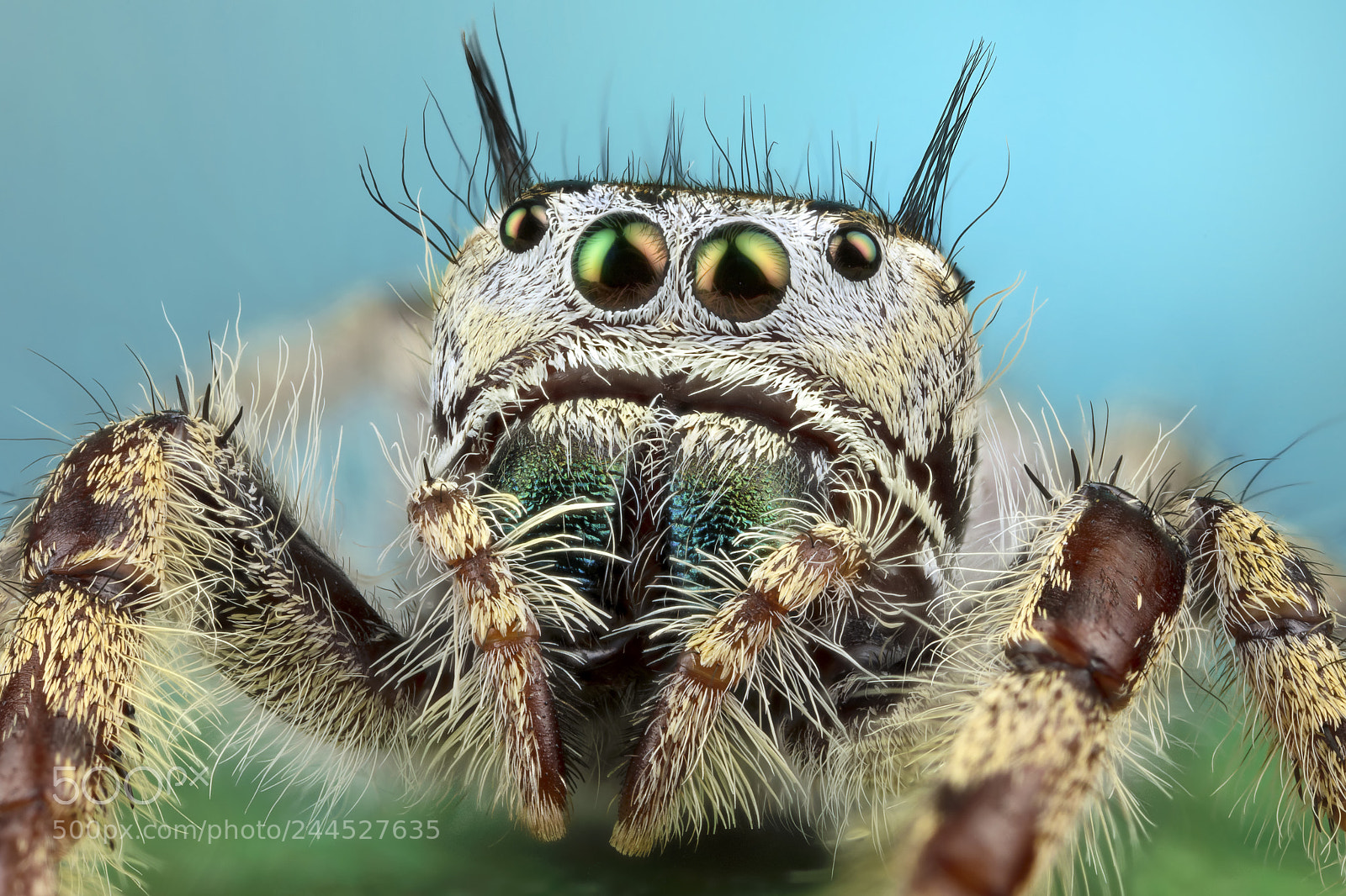 Canon EOS 5DS R sample photo. Curiosity photography