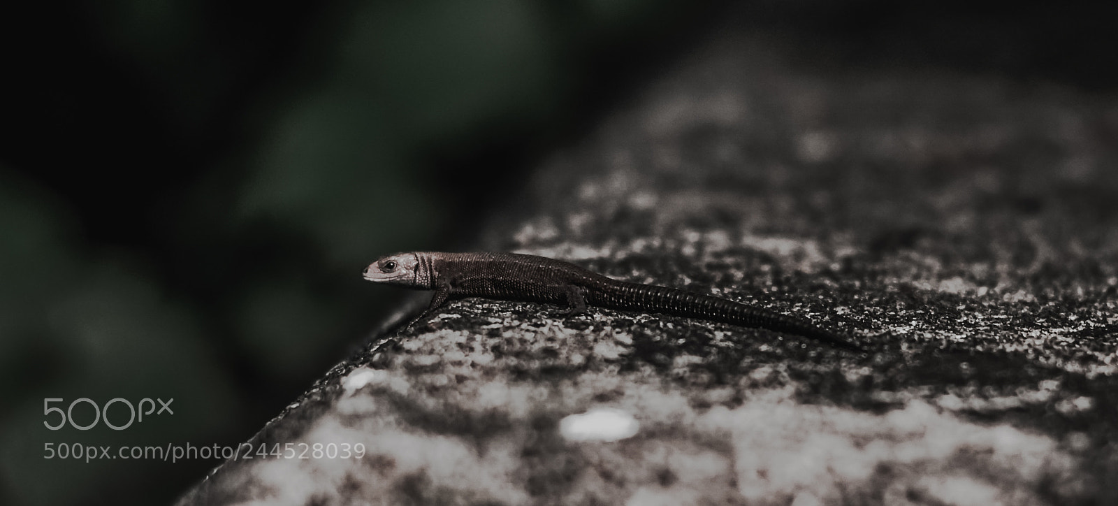 Nikon D5100 sample photo. Guest photography