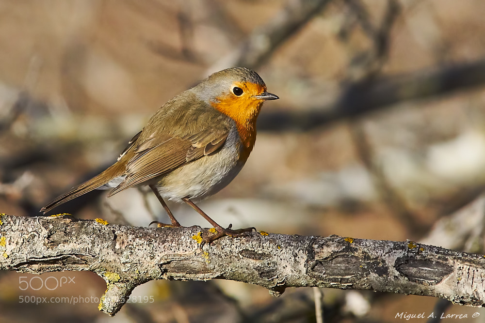 Sony ILCA-77M2 sample photo. Robin photography