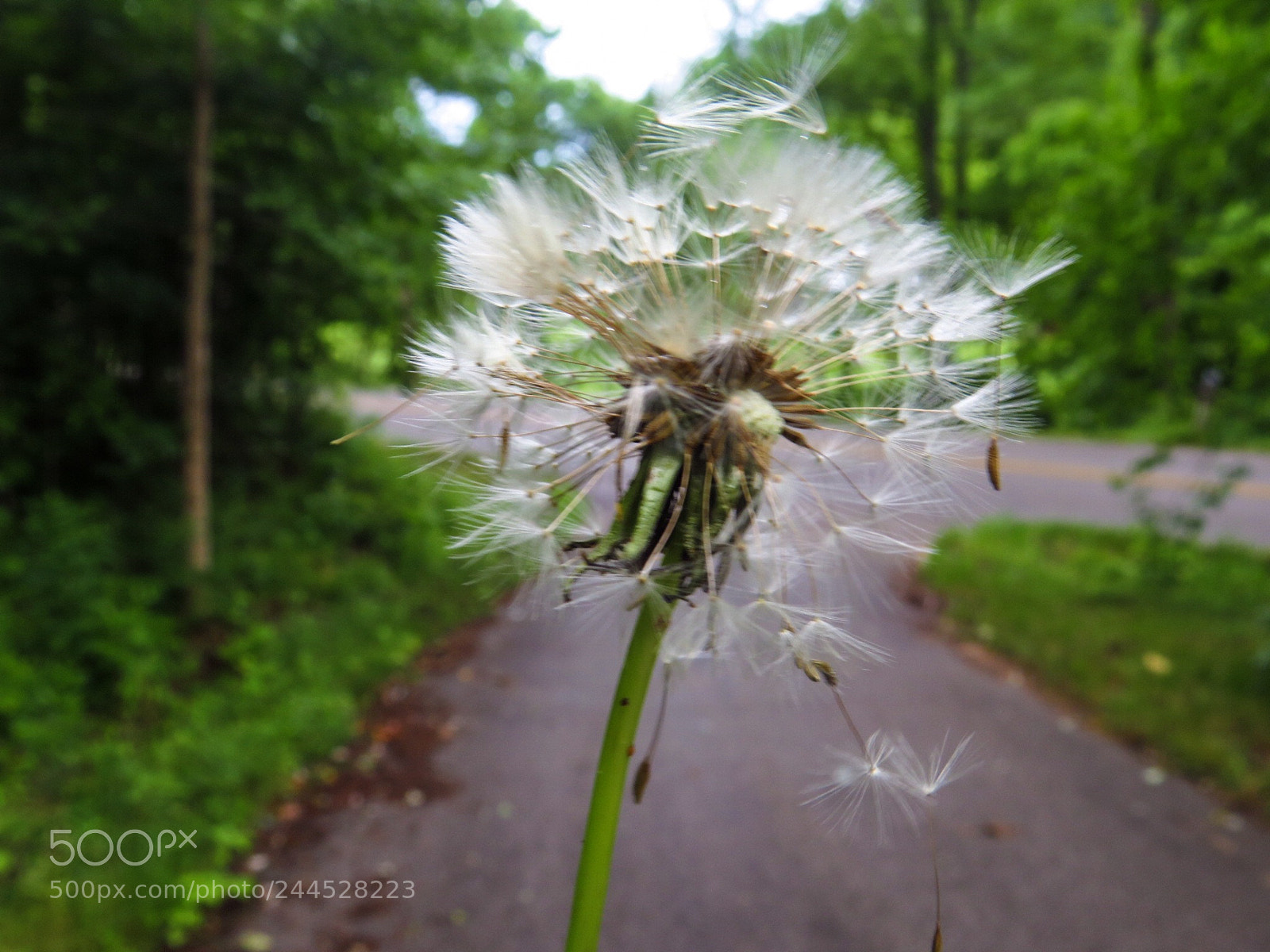 Canon PowerShot SX540 HS sample photo. Make a wish photography