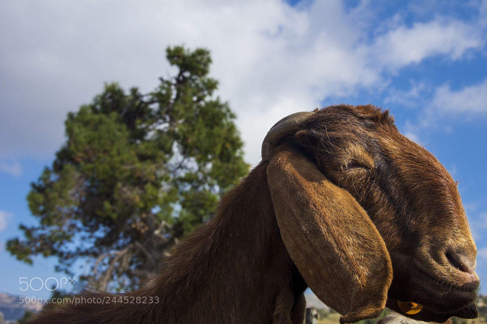 Canon EOS 60D sample photo. Goat photography