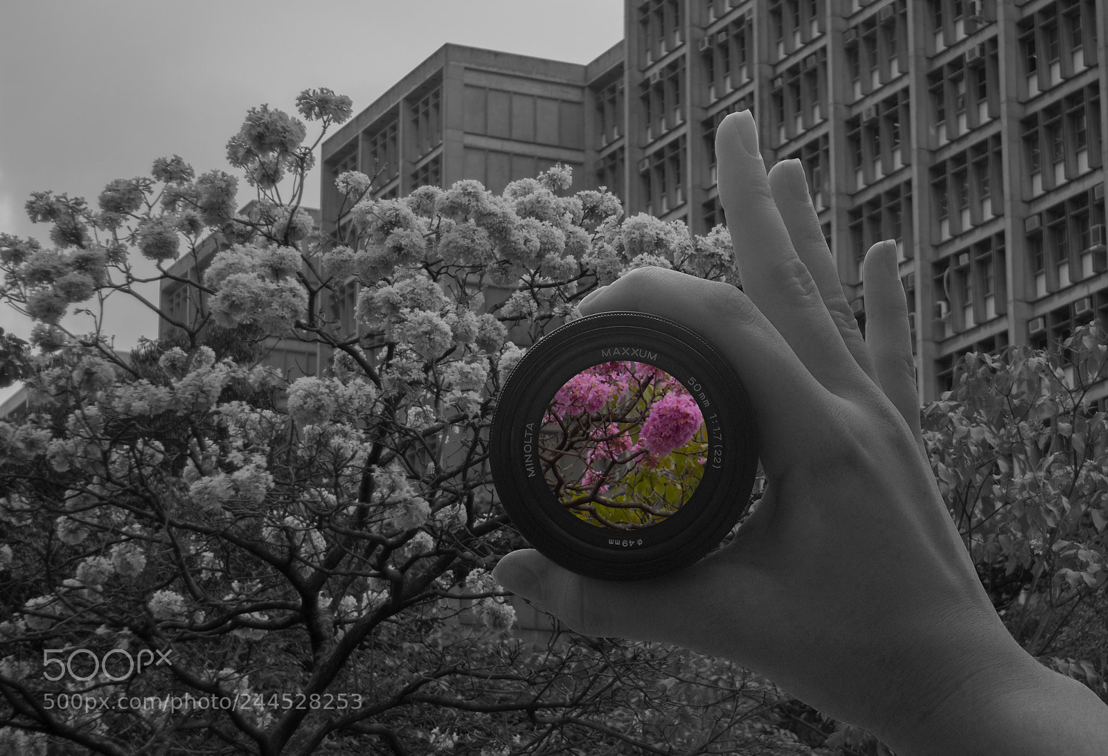 Sony SLT-A77 sample photo. Through the lens pelas photography