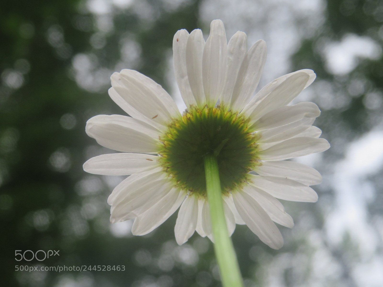 Canon PowerShot SX540 HS sample photo. Flowers are my favorite photography