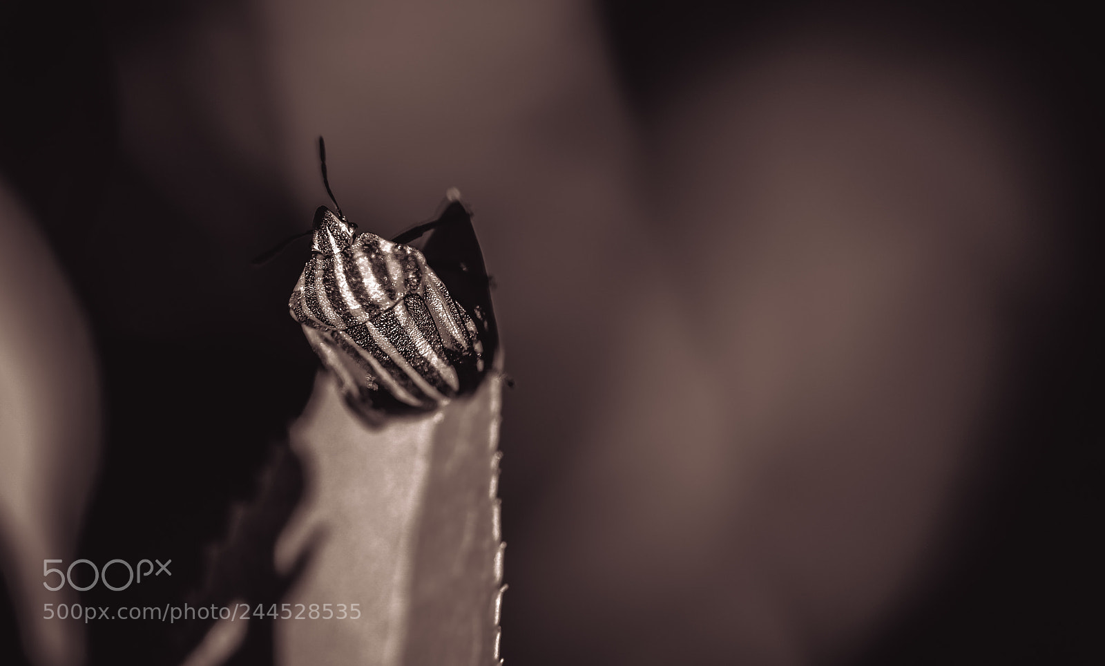 Nikon D5100 sample photo. Micro photography