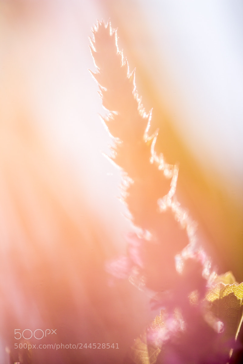 Canon EOS 60D sample photo. Macro photography