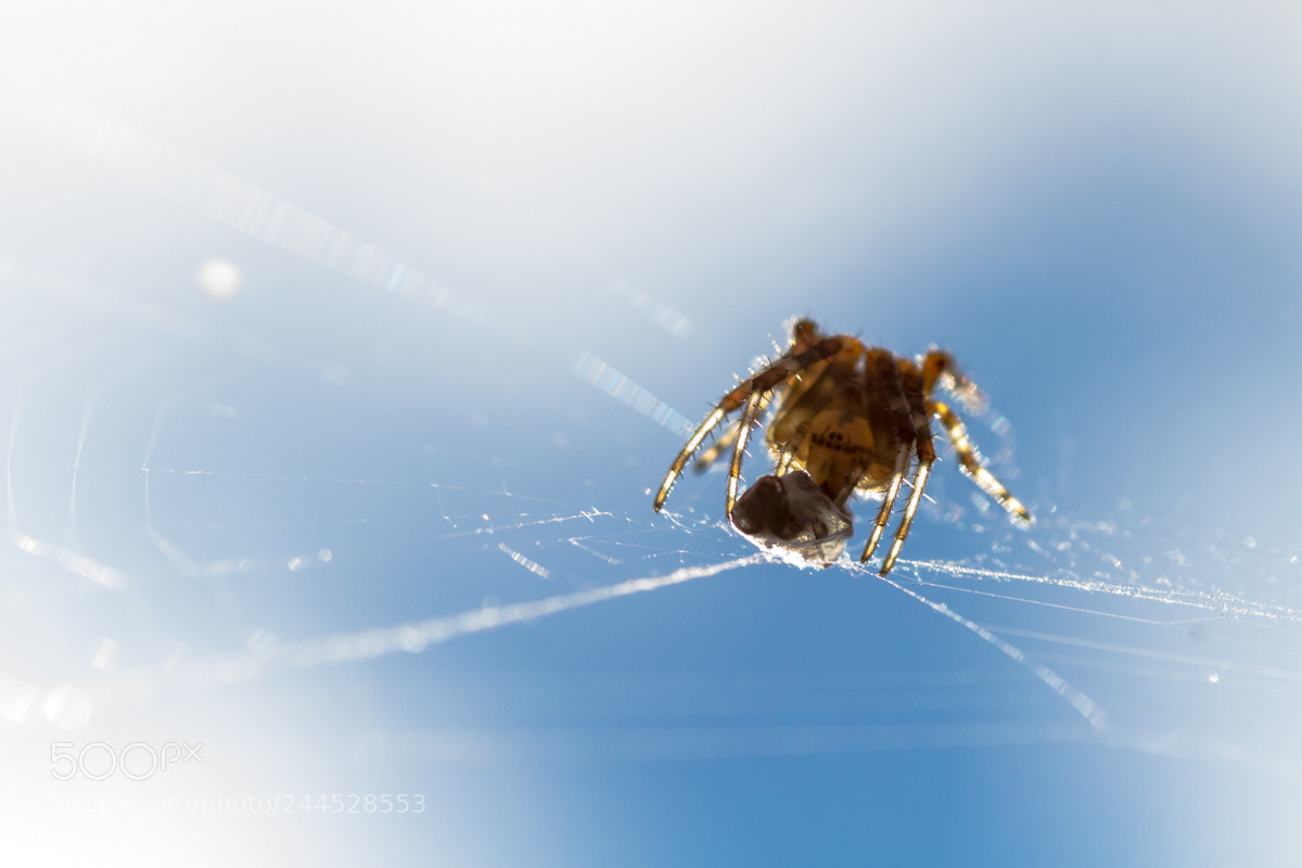 Canon EOS 60D sample photo. Spider photography