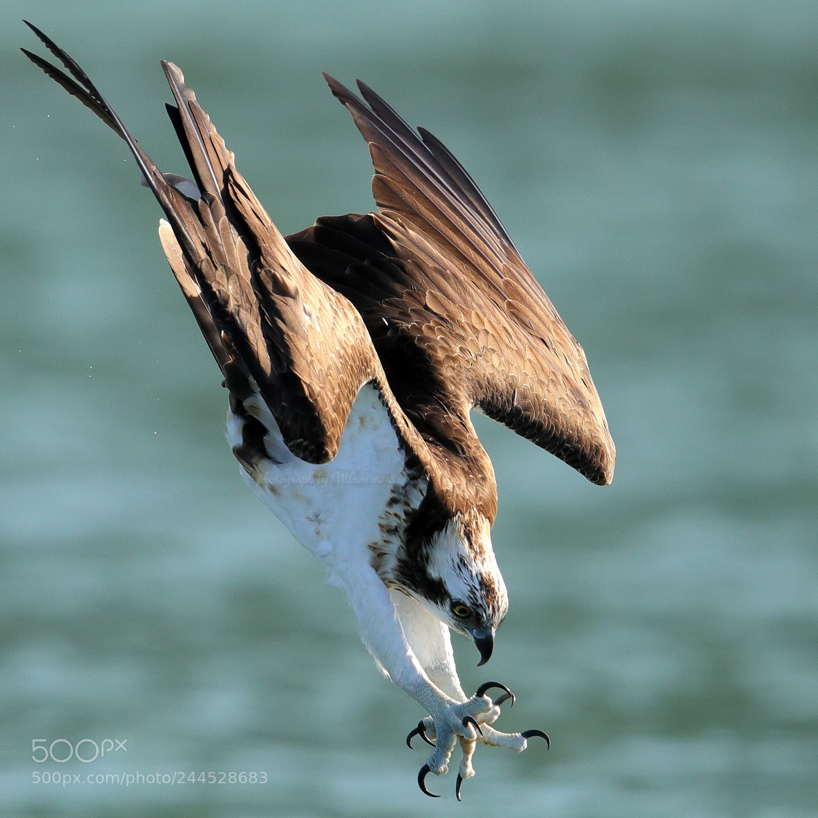 Canon EOS-1D X Mark II sample photo. Osprey photography