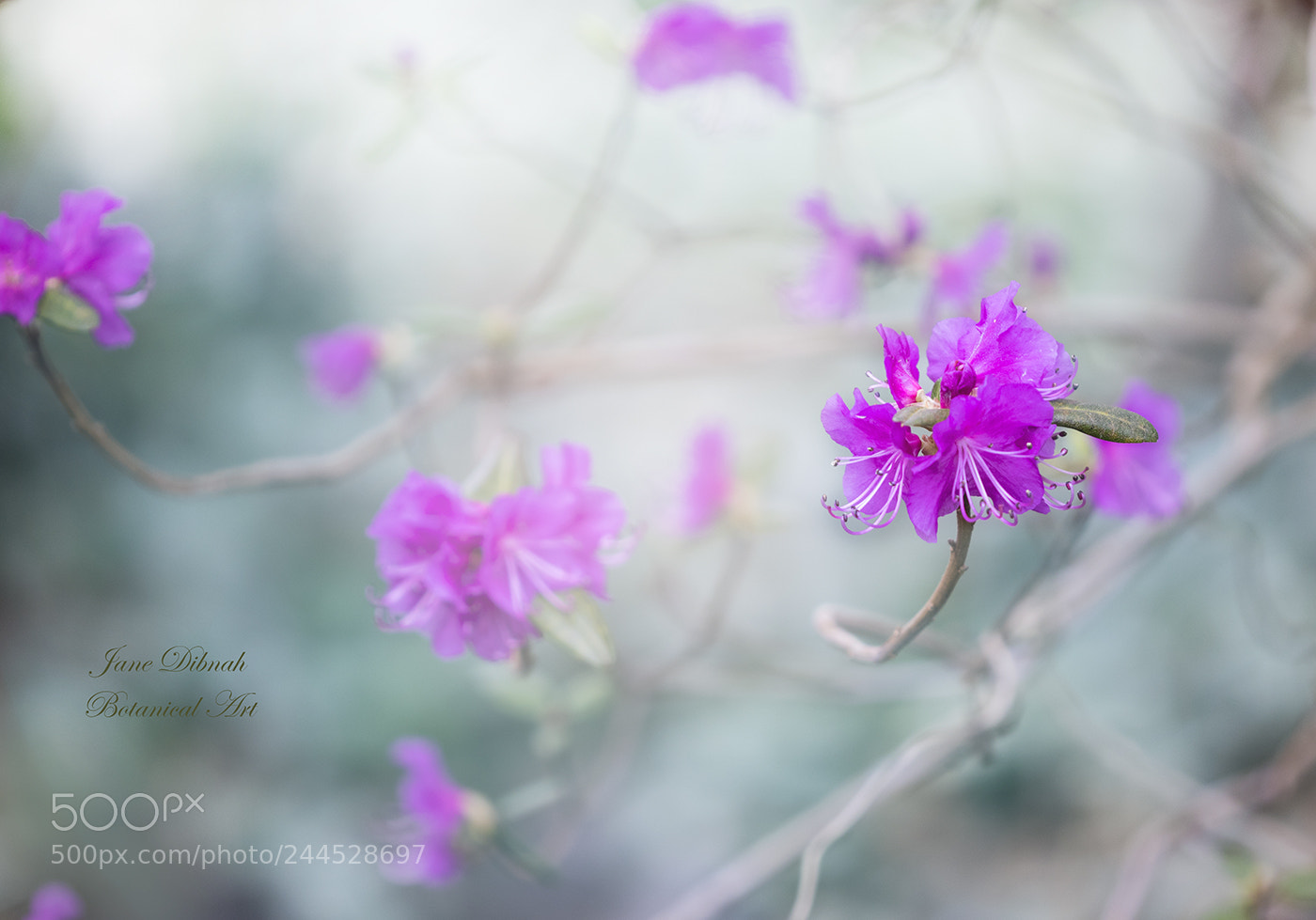 Canon EOS 7D Mark II sample photo. Rhododendron "metis" photography