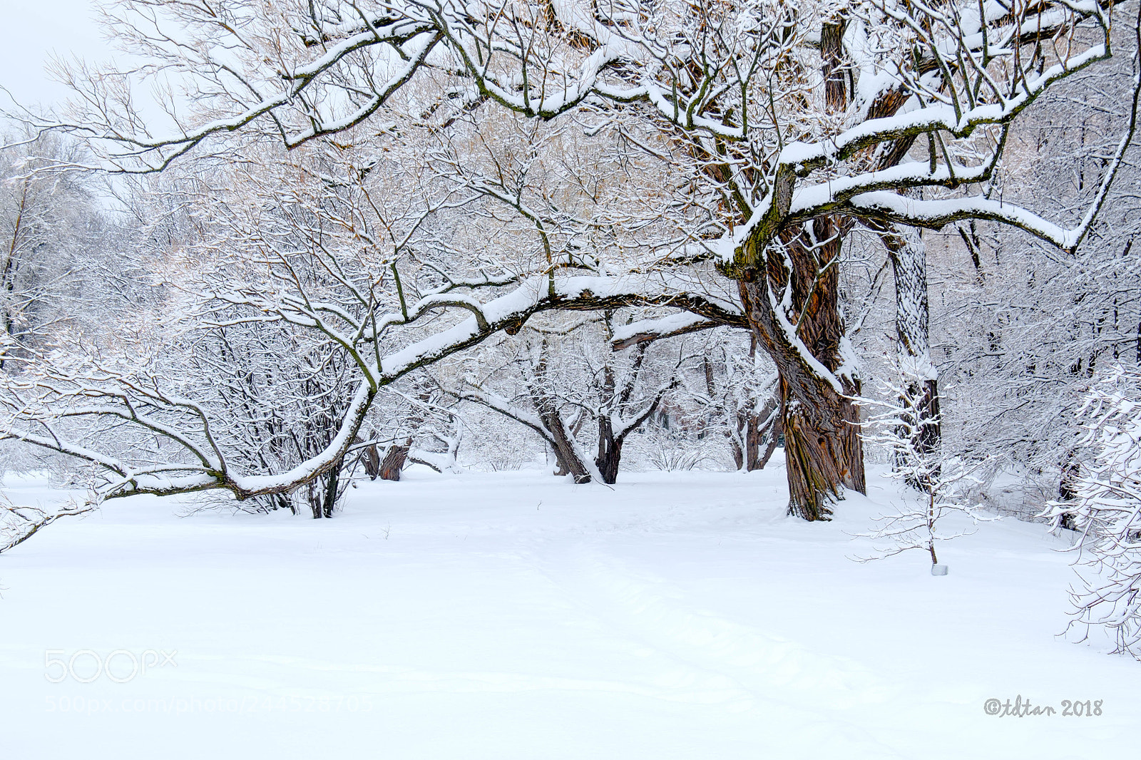 Fujifilm X-T1 sample photo. Winter and trees photography