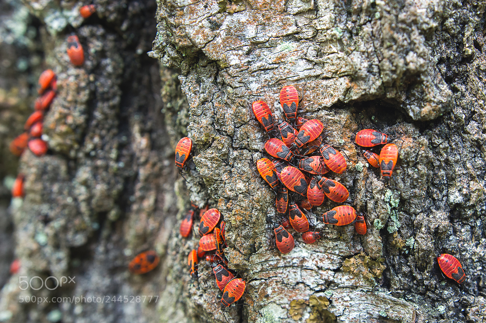 Canon EOS 60D sample photo. Red army photography
