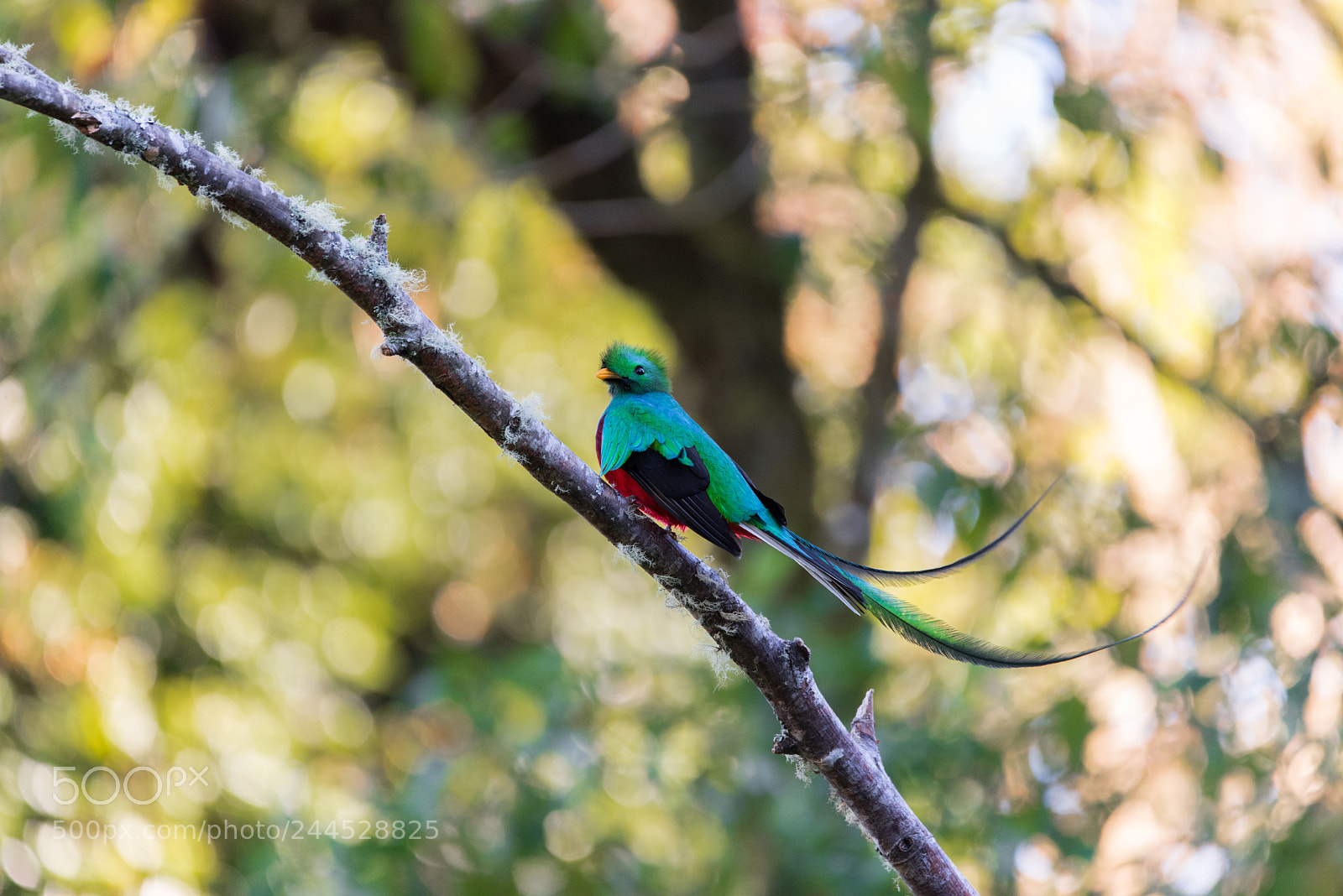 Nikon D810 sample photo. Resplendent quetzal photography