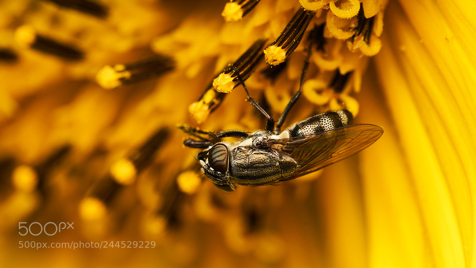 Sony a7 II sample photo. Mosca photography