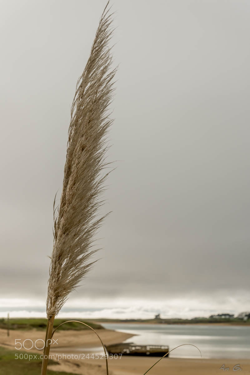 Nikon D600 sample photo. Balade au magouer photography