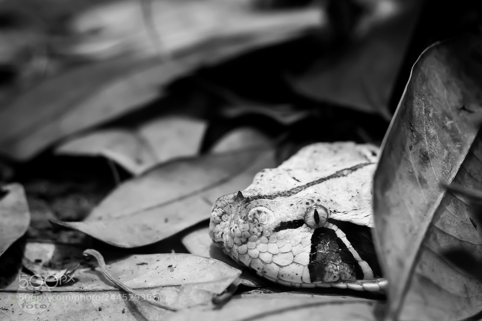 Canon EOS 1100D (EOS Rebel T3 / EOS Kiss X50) sample photo. Snake eyes.jpg photography