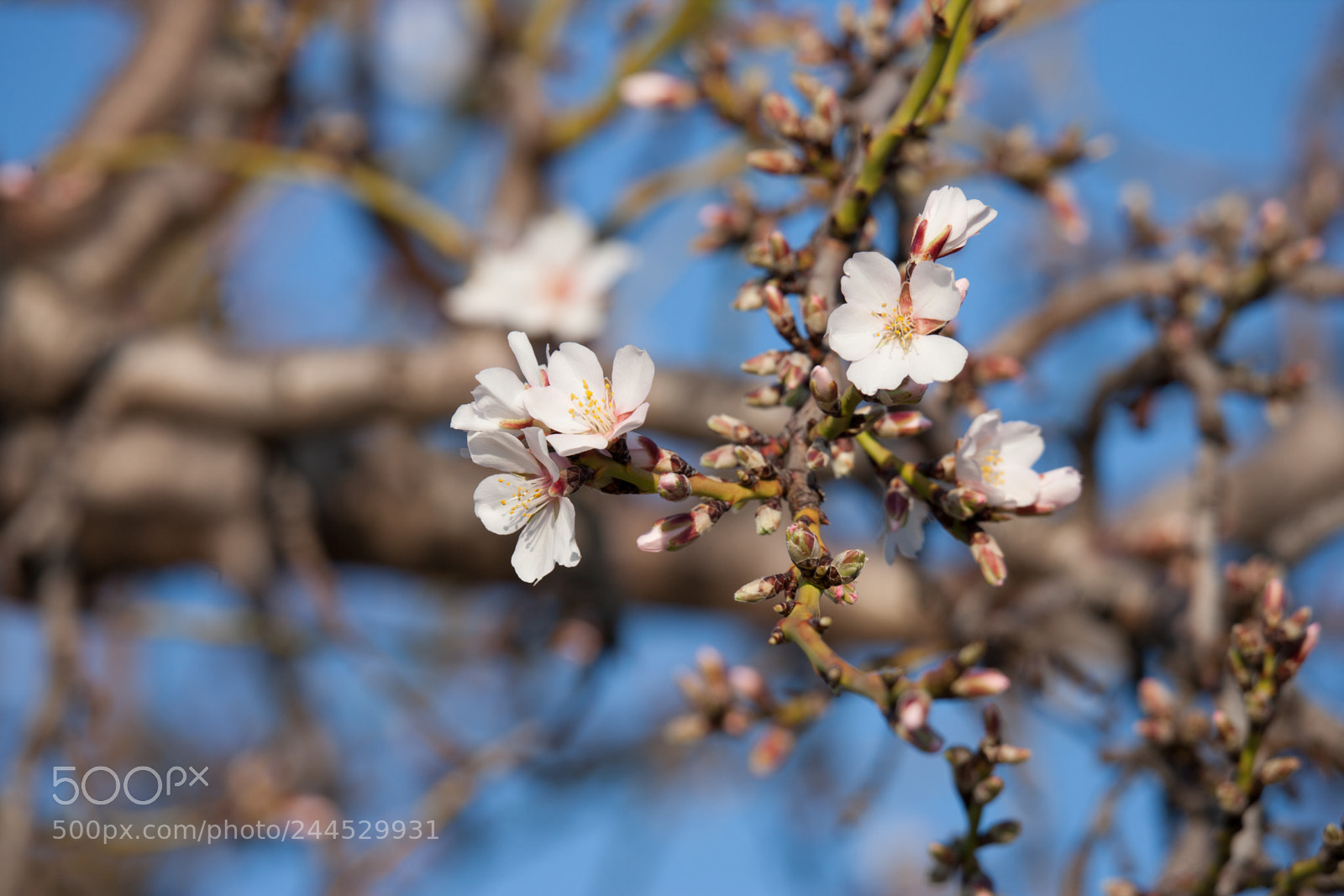 Canon EOS-1Ds Mark II sample photo. I've been born today photography