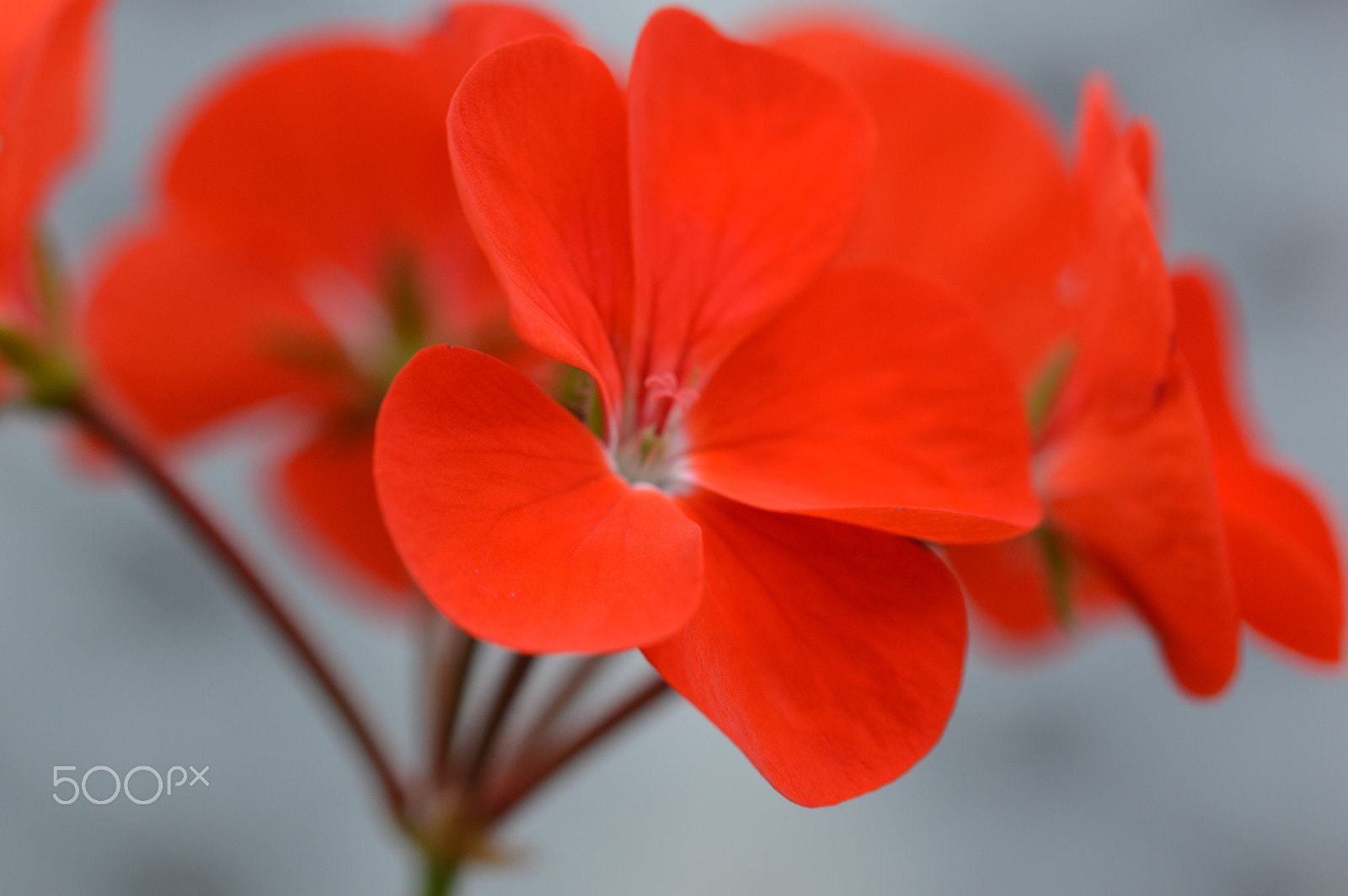 Nikon D3200 + Sigma 105mm F2.8 EX DG OS HSM sample photo. Geranium photography