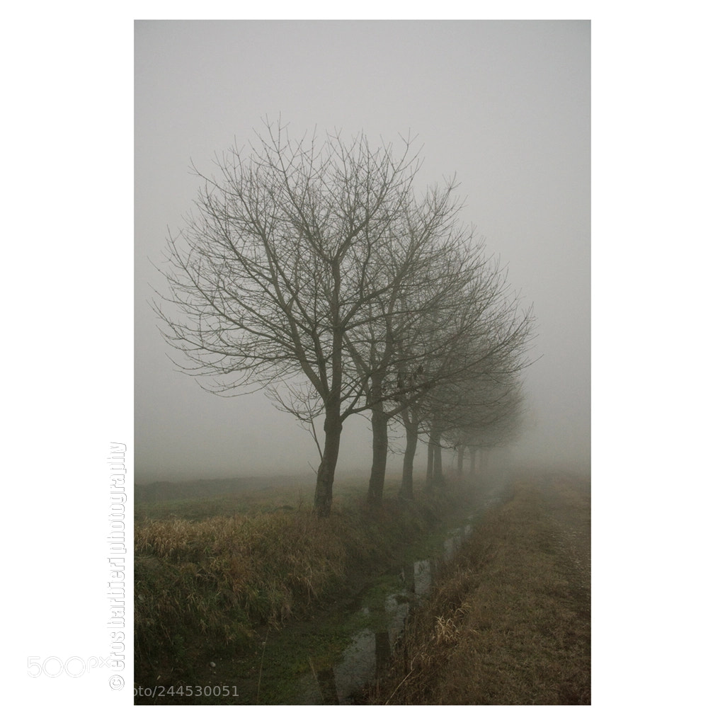 Nikon D7100 sample photo. Trees and fog photography