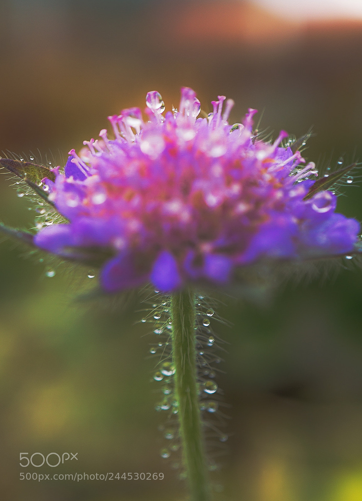 Sony a7 II sample photo. "morning dew" photography