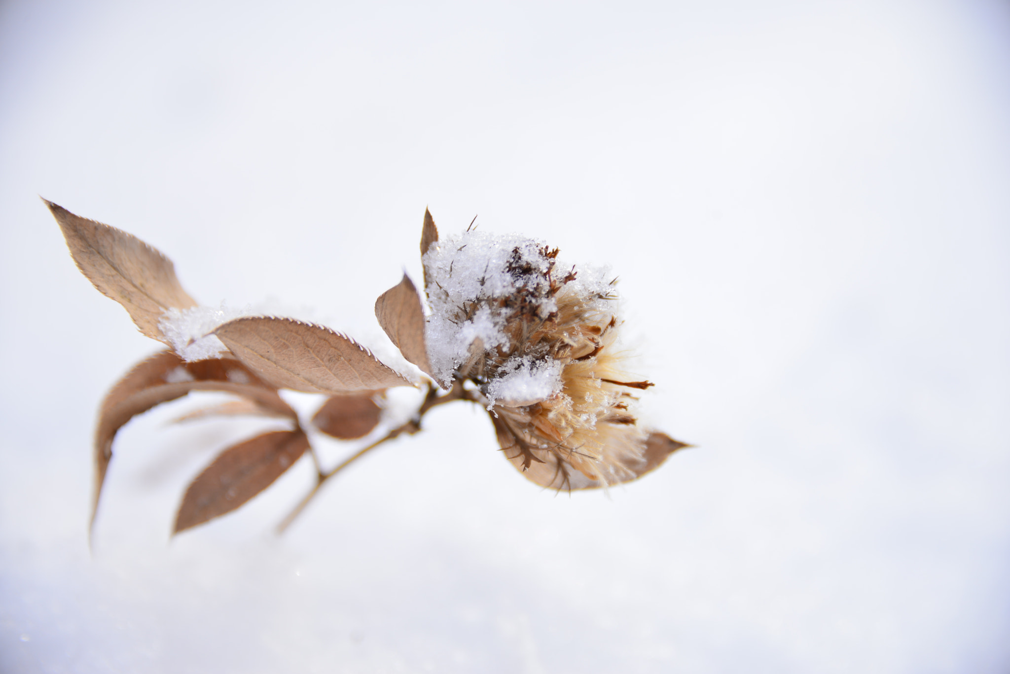 Nikon D610 sample photo