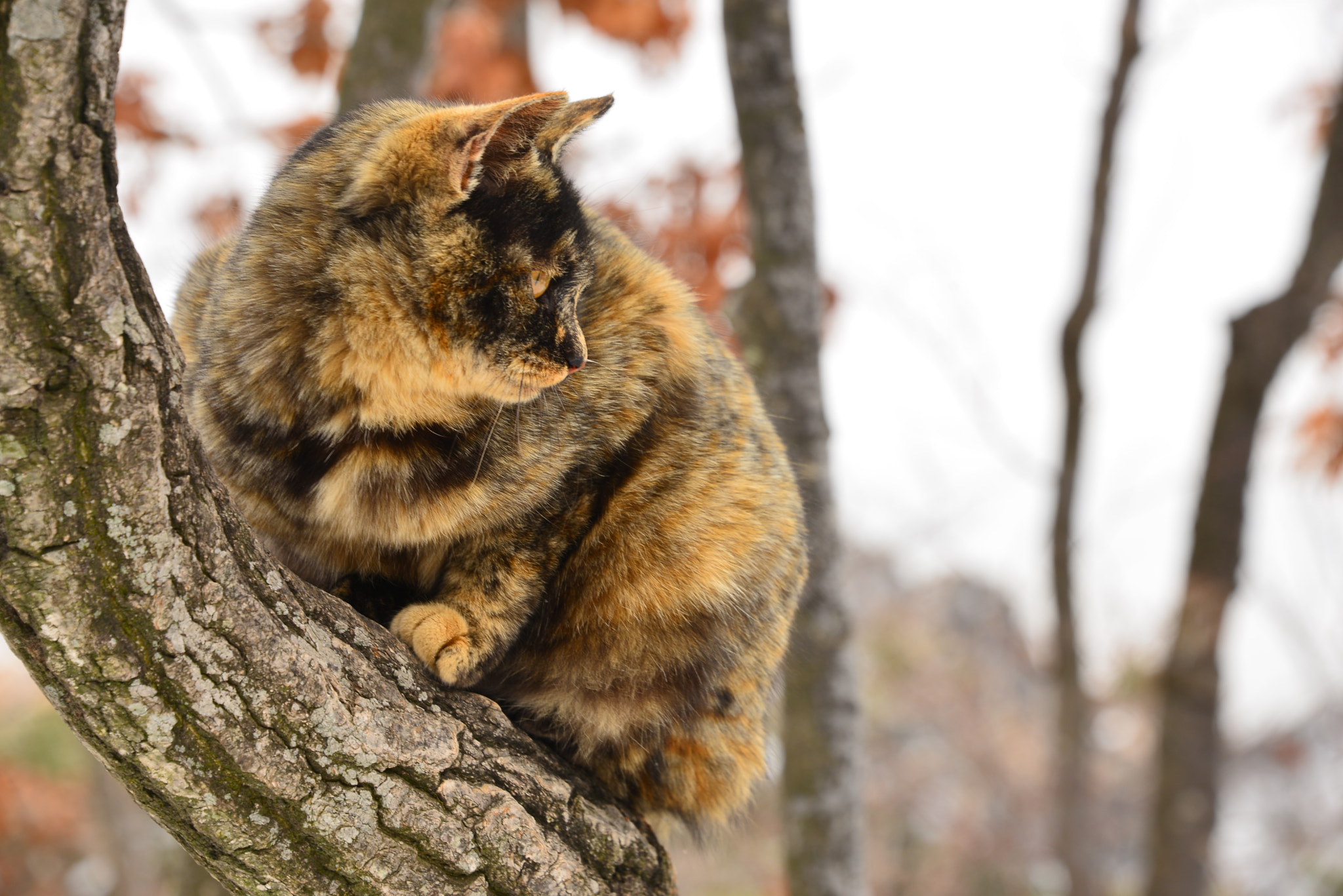 Nikon D610 sample photo