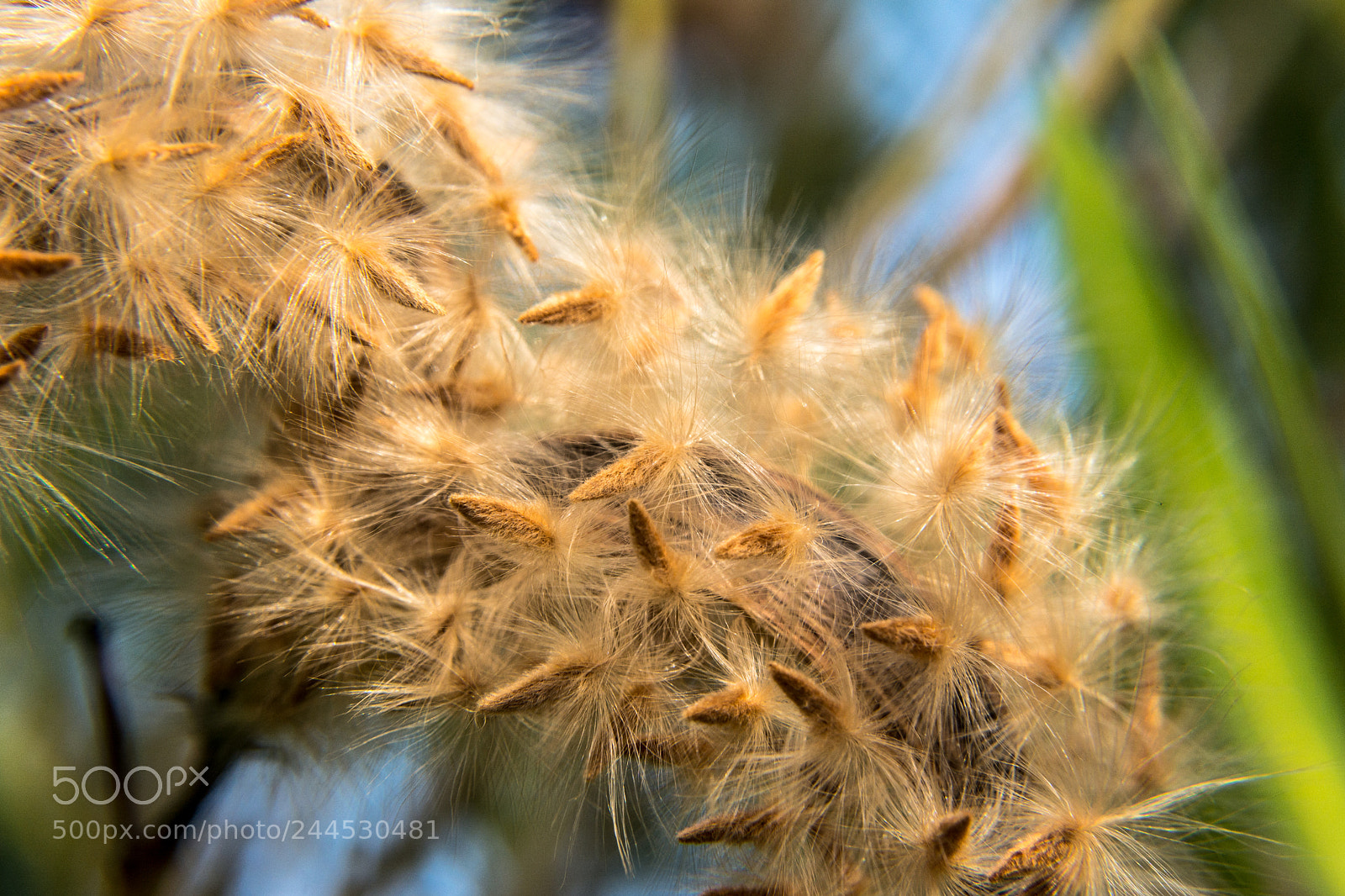 Nikon D7100 sample photo. Flowers photography