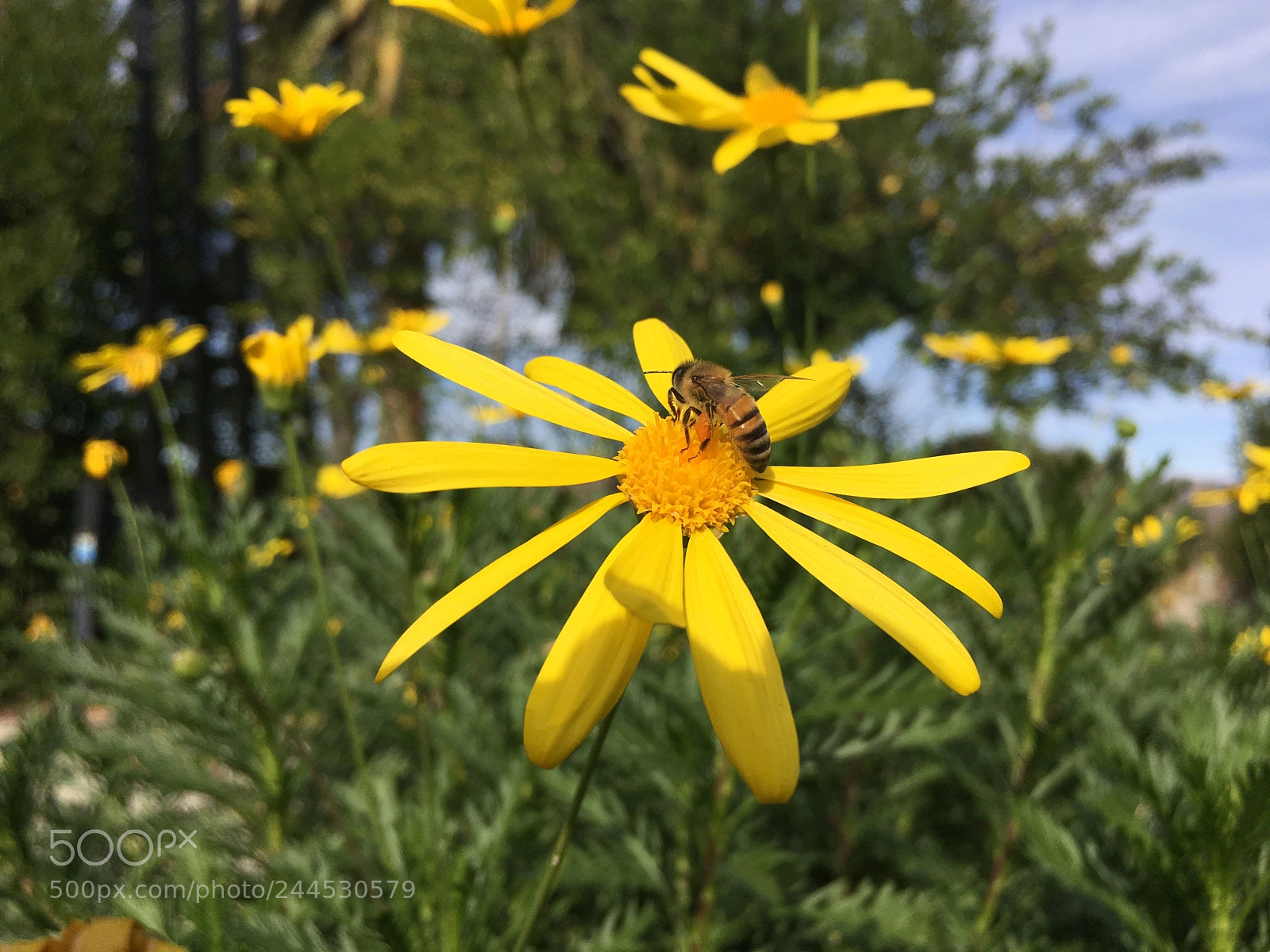 Apple iPhone 6s sample photo. Bees photography