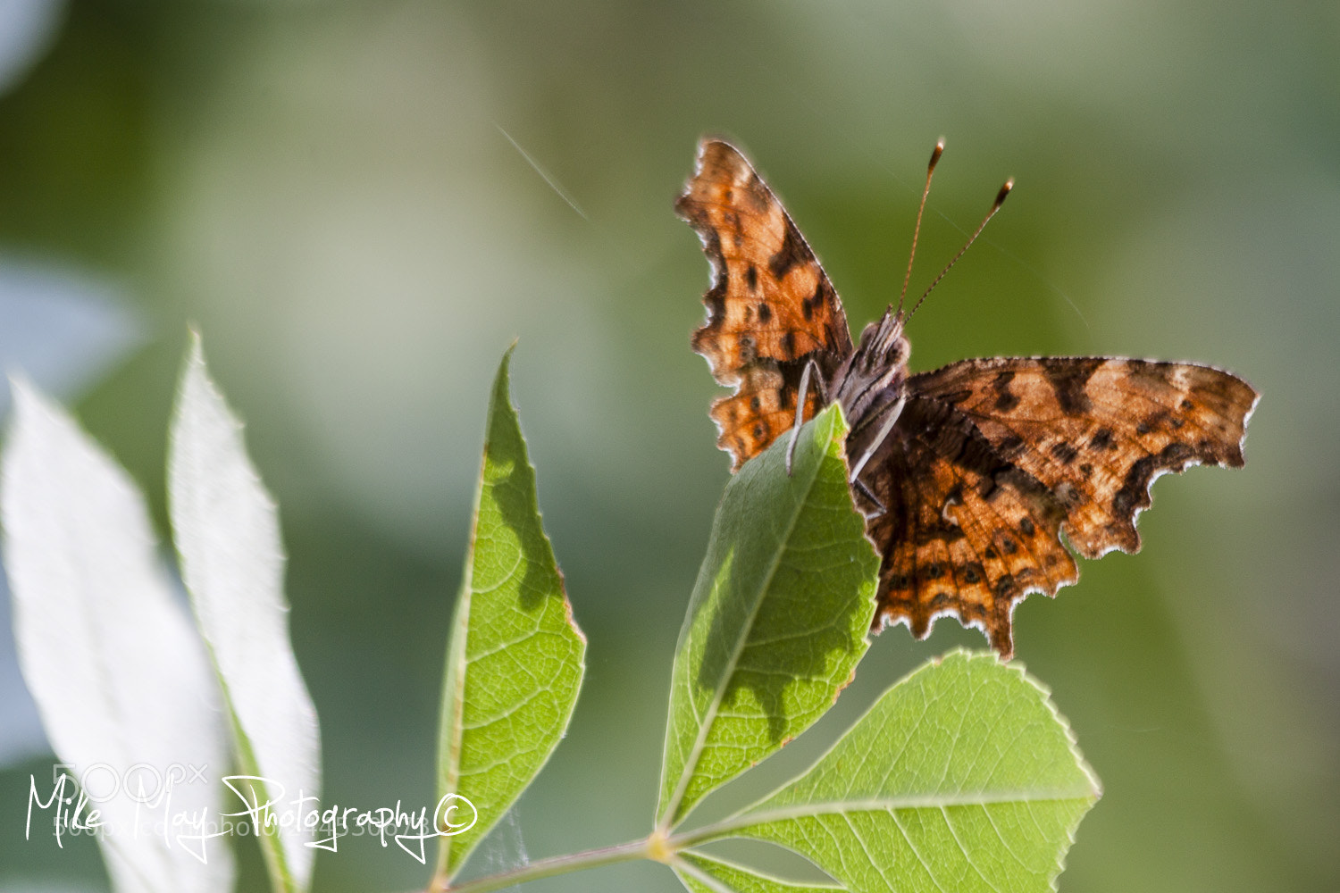 Canon EOS 50D sample photo. "butterfly"  (poligonia c-album) photography